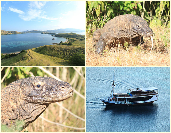 Komodo Dragon Tour